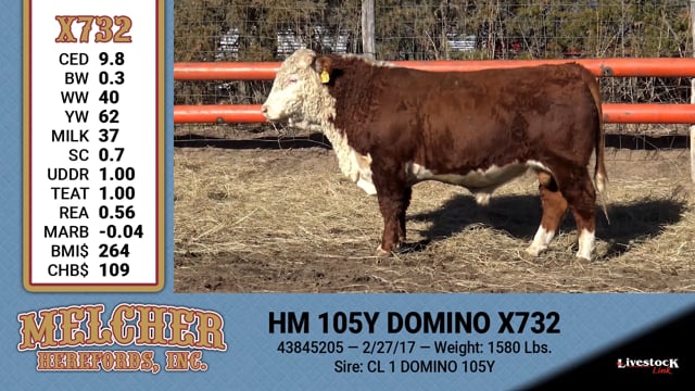 Lot #732 - HM 105Y DOMINO X732