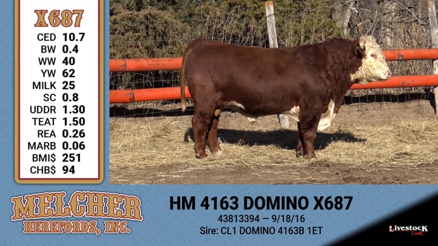 Lot #687 - HM 4163 DOMINO X687