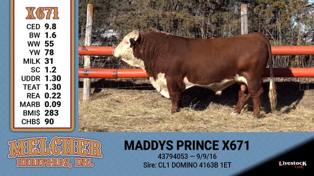 Lot #671 - MADDYS PRINCE X671