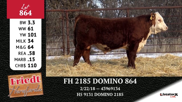 Lot #864 - FH 2185 DOMINO 864
