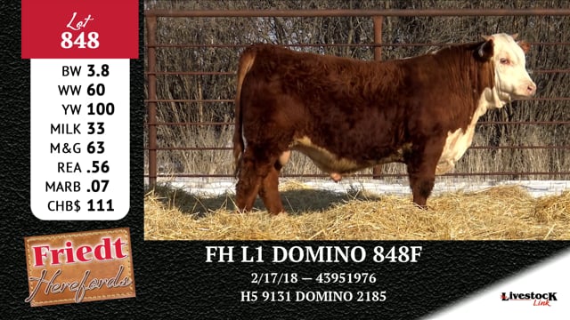 Lot #848 - FH L1 DOMINO 848F