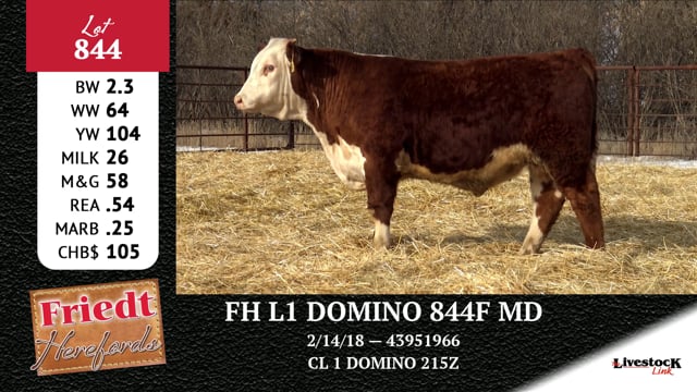 Lot #844 - FH L1 DOMINO 844F MD