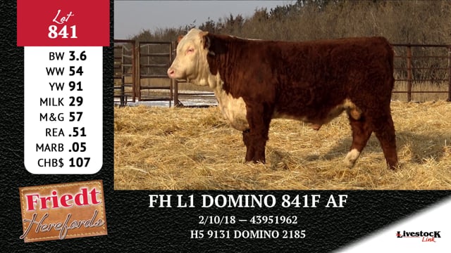 Lot #841 - FH L1 DOMINO 841F AF