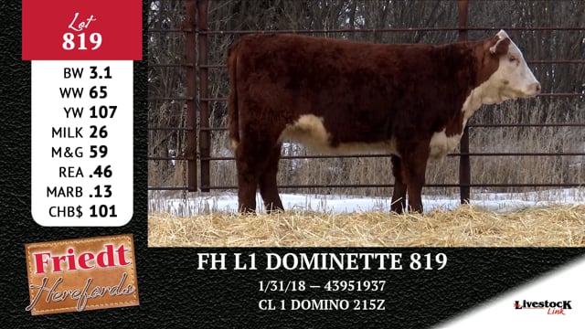 Lot #819 - FH L1 DOMINETTE 819