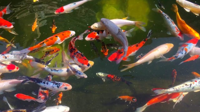 640px x 360px - Fish Pond Videos: Download 65+ Free 4K & HD Stock Footage Clips - Pixabay