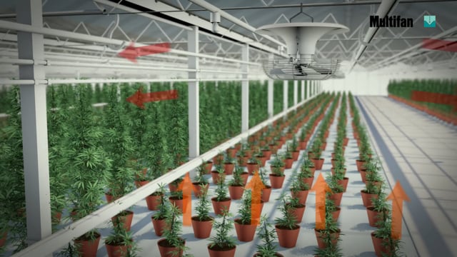 V Flofan for medical cannabis  -  Vostermans Ventilation