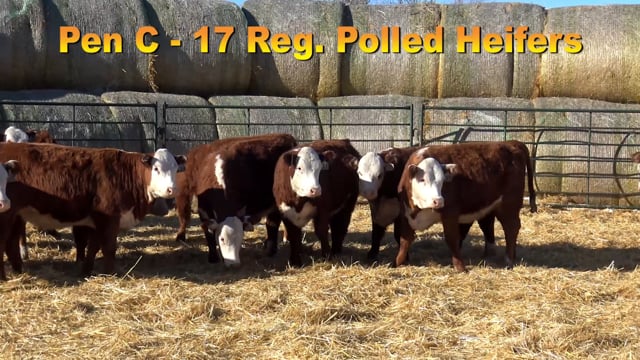 Lot #PEN C - 17 Registerable Polled Herefords