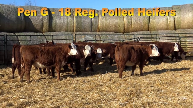 Lot #PEN G - 18 Registerable Polled Herefords