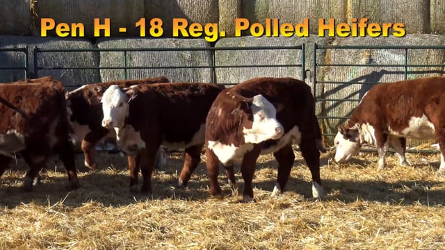 Lot #PEN H - 15 Registerable Polled Herefords