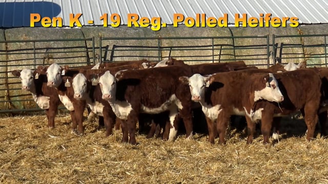 Lot #PEN K - 19 Registerable Polled Herefords
