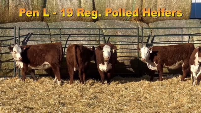 Lot #PEN L - 19 Registerable Dehorned Herefords