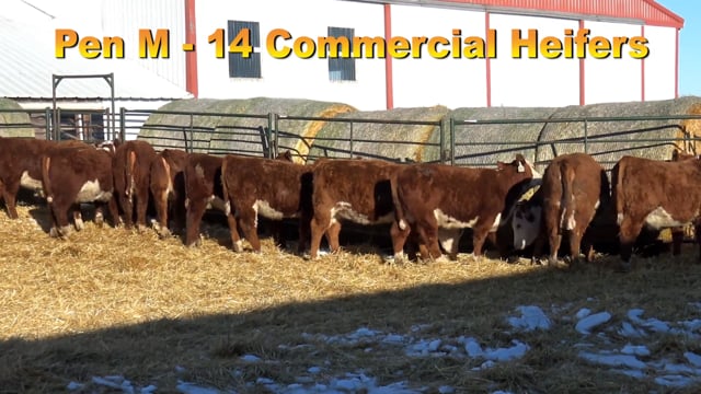 Lot #PEN M - 14 Commercial Herefords