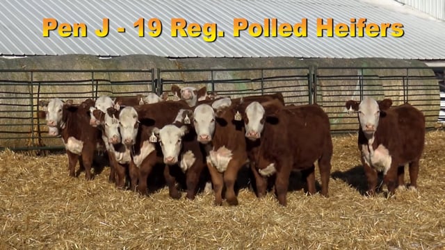 Lot #PEN J - 19 Registerable Polled Herefords