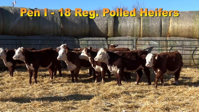 Lot #PEN I - 18 Registerable Polled Herefords
