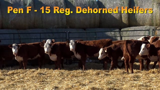 Lot #PEN F - 15 Registerable Dehorned Herefords