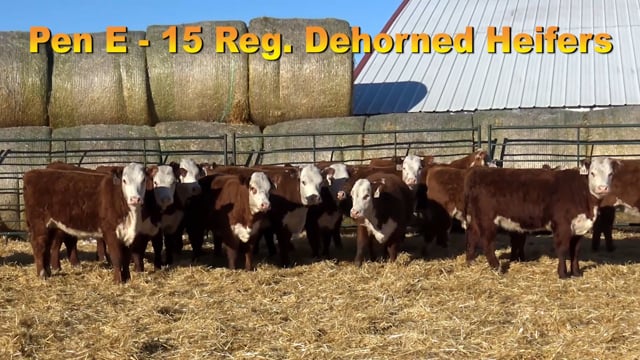 Lot #PEN E - 15 Registerable Dehorned Herefords