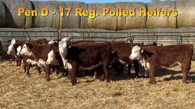 Lot #PEN D - 17 Registerable Polled Herefords
