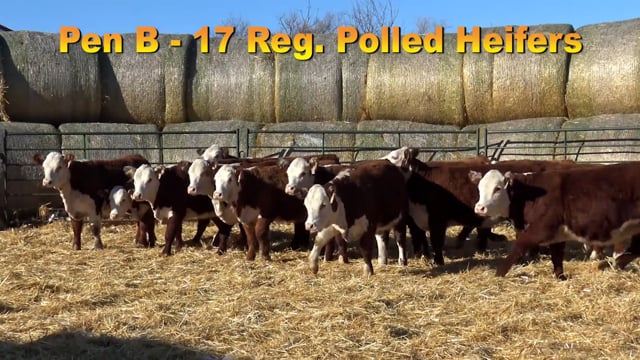 Lot #PEN B - 17 Registerable Polled Herefords