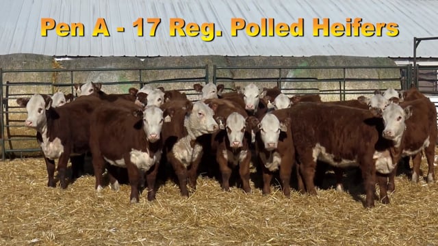 Lot #PEN A - 17 Registerable Polled Herefords