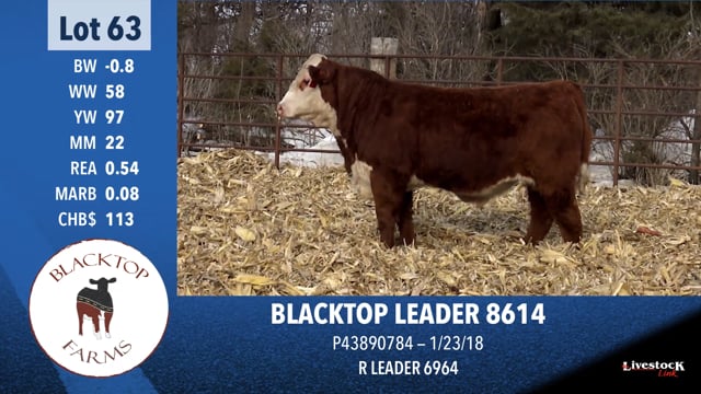 Lot #63 - BLACKTOP LEADER 8614