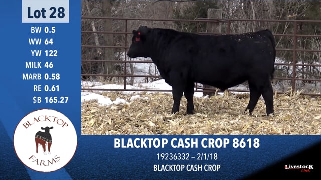 Lot #28 - BLACKTOP CASH CROP 8618