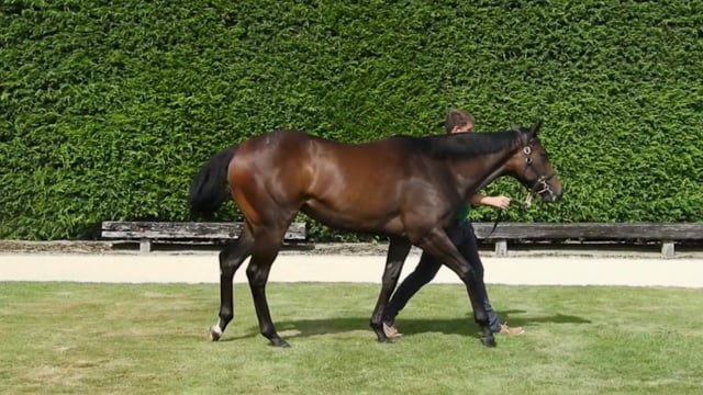 Lot 566