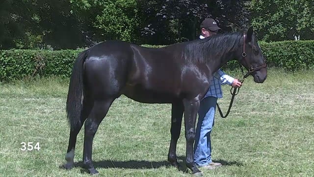 Lot 354