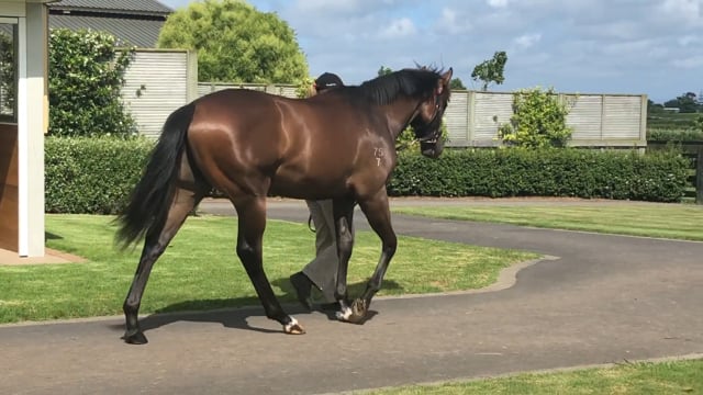 Lot 36