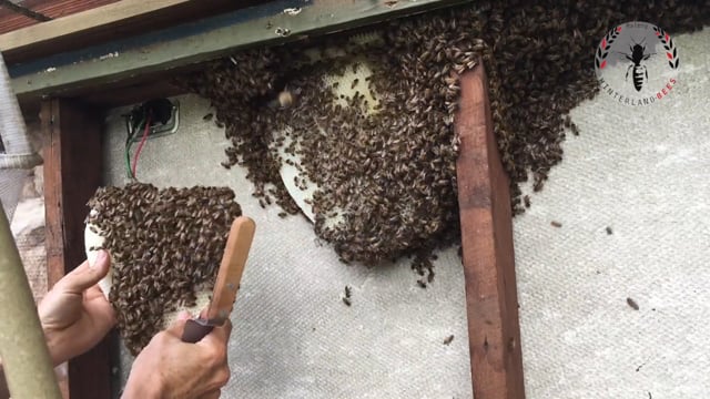 More Palmwoods Red Cedar Bees