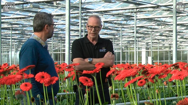 De schoonheid van de gerbera