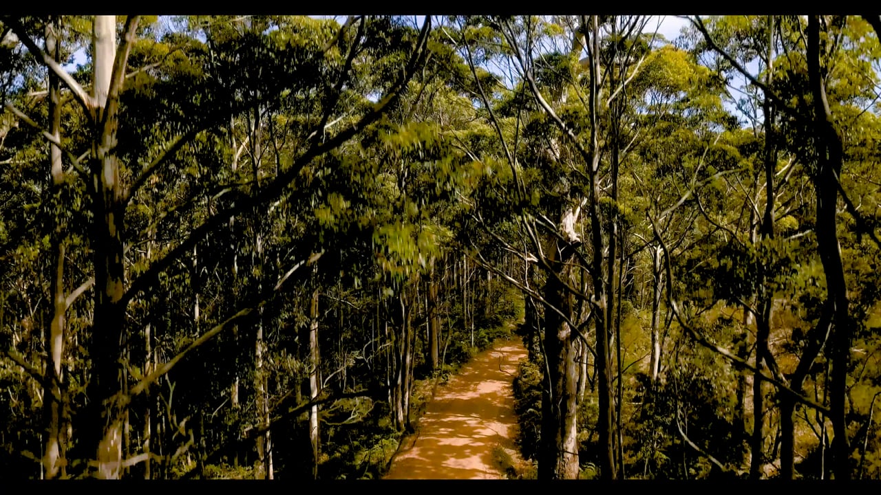 Tree Rise