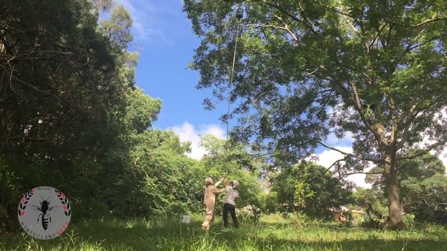 10 Metre Swarm