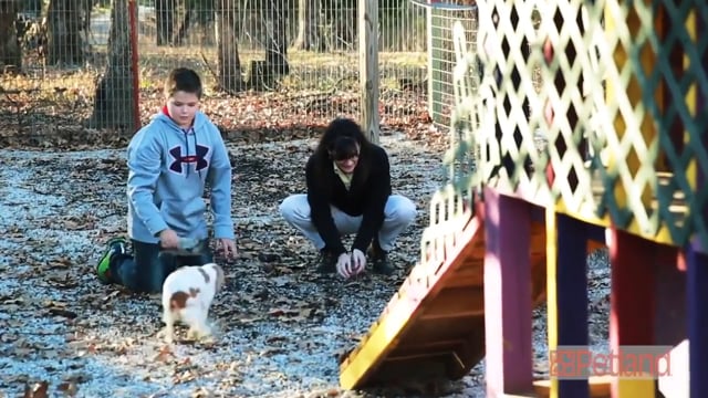 The Story of Petland Breeders
