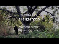 Timeless Tree Algarrobo