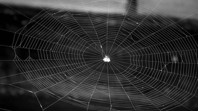 Spider Web Videos: Download 235+ Free 4K & HD Stock Footage Clips - Pixabay