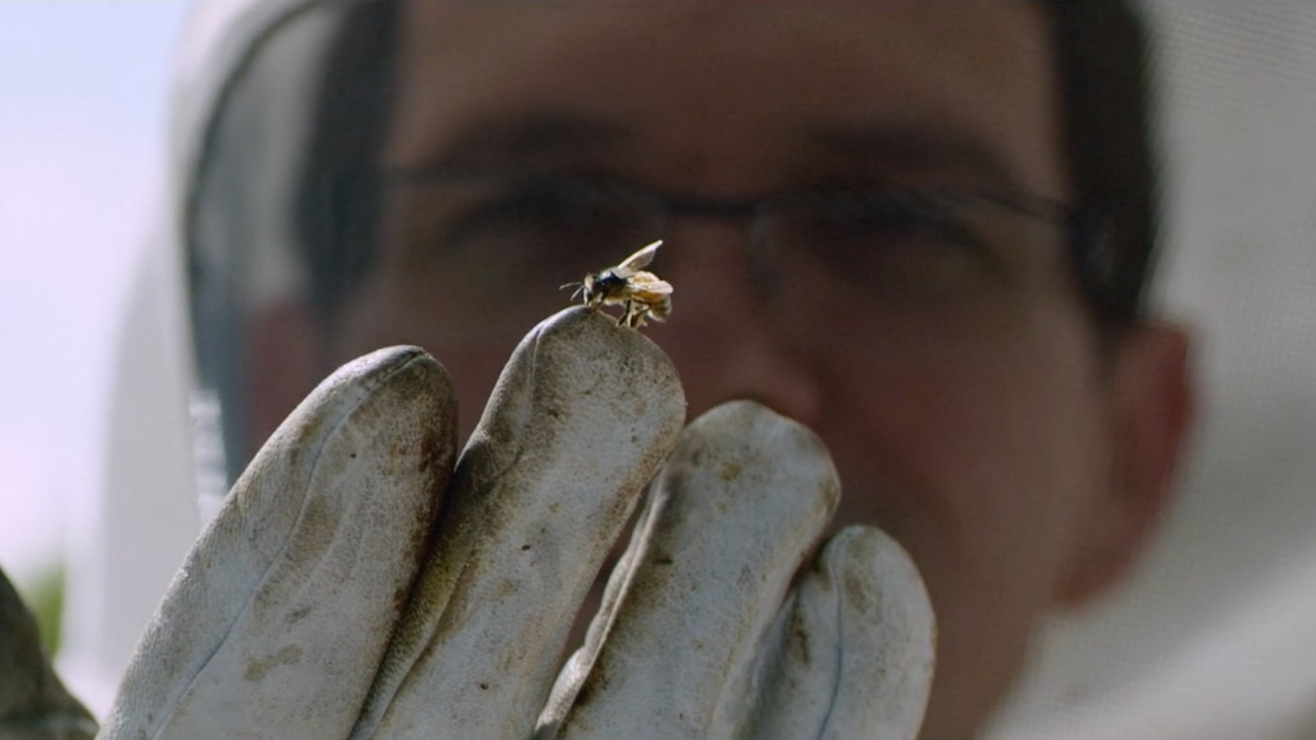 BEES WITH BACKPACKS