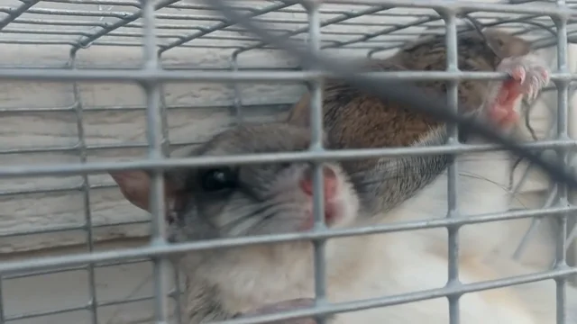 Northern Flying Squirrel Once Caught in a Glue Trap Now Ready for