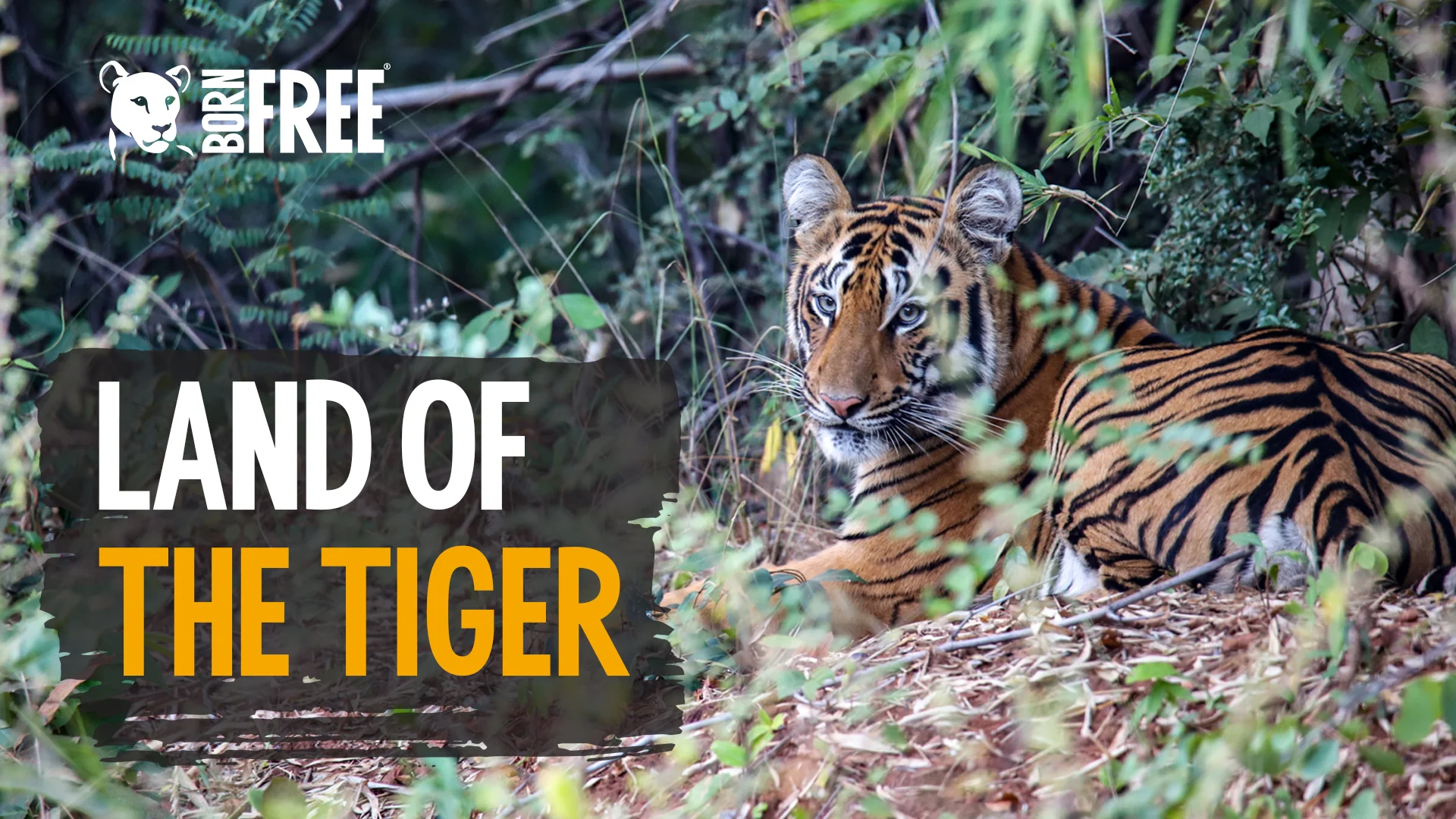 Land of the Tiger on Vimeo