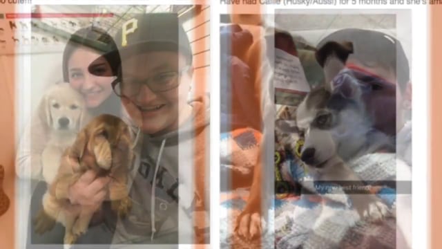 Petland Novi Puppies With Their Furrever Families