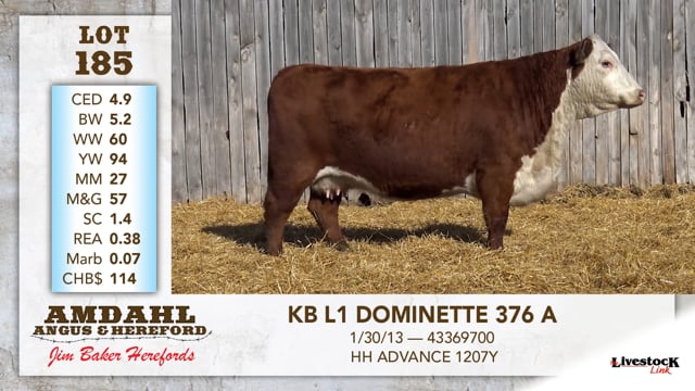 Lot #185 - KB L1 DOMINETTE 376 A
