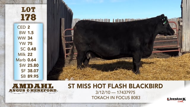 Lot #178 - ST MISS HOT FLASH BLACKBIRD