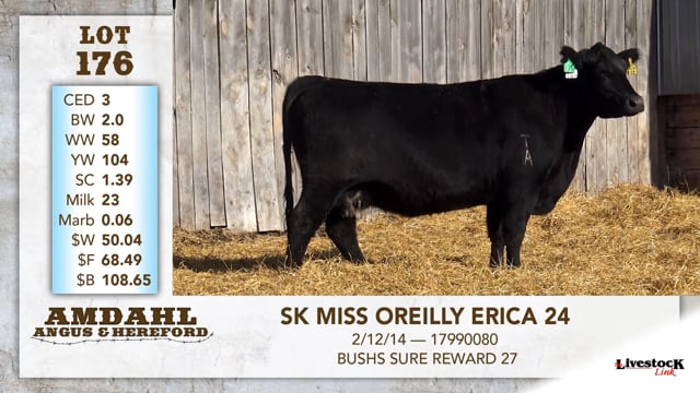 Lot #176 - SK MISS OREILLY ERICA 24
