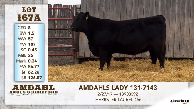 Lot #167A - AMDAHLS LADY 131-7143