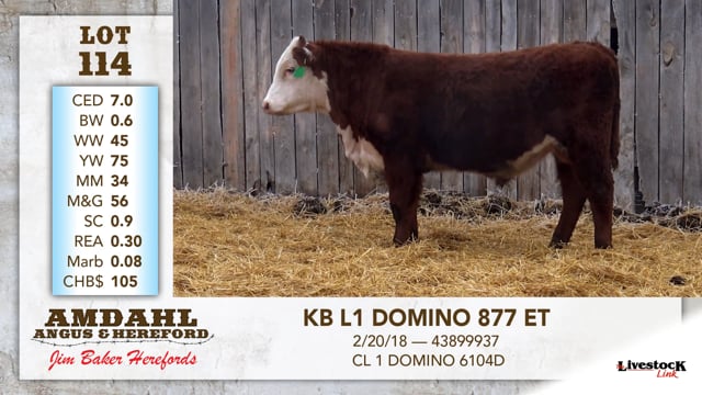 Lot #114 - KB L1 DOMINO 877 ET