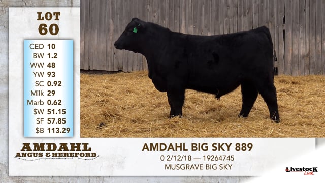 Lot #60 - AMDAHLS BIG SKY 889