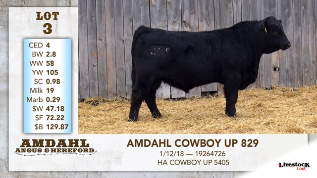 Lot #3 - AMDAHL COWBOY UP 829