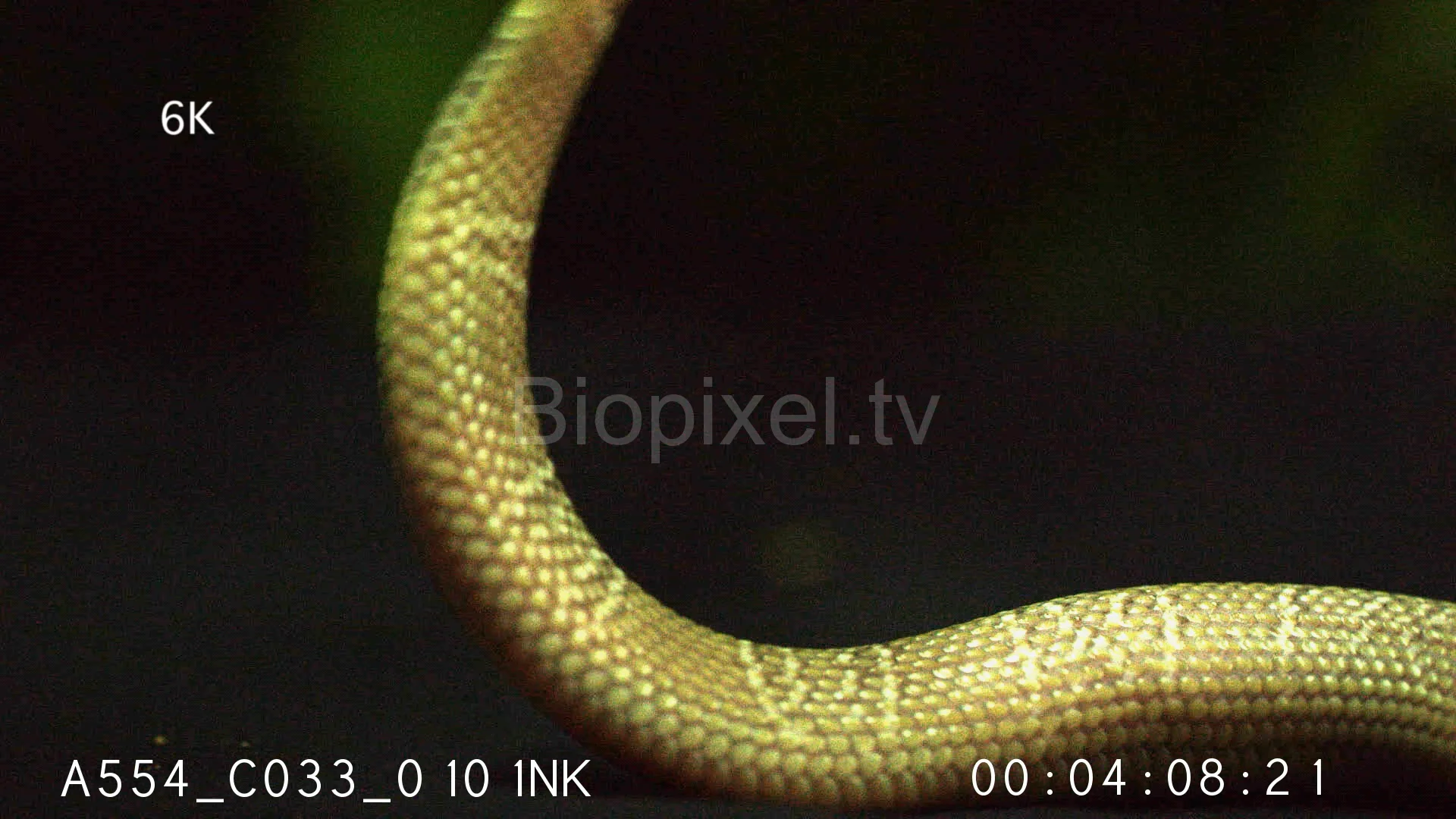 cobra albina - Pesquisa do Google  Albino animals, Cute snake, Baby snakes