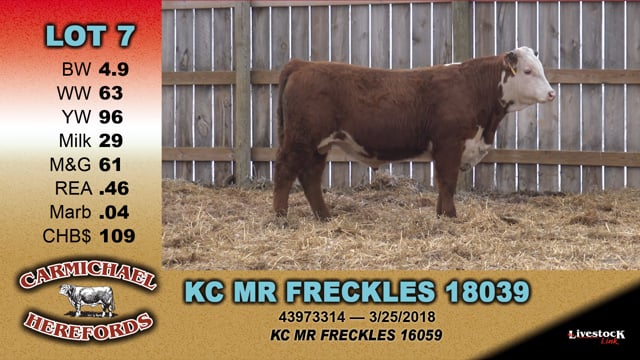 Lot #7 - KC MR FRECKLES 18039
