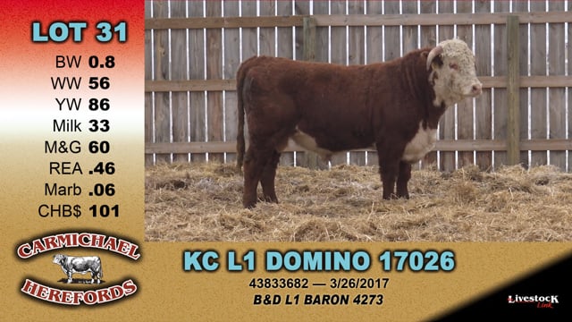 Lot #31 - KC L1 DOMINO 17026