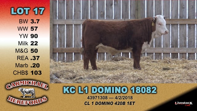 Lot #17 - KC L1 DOMINO 18082